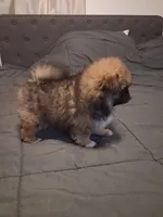 Girl, a female Pomeranian for sale in Kankakee, IL – 5 of 5