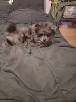 Boy, a male Pomeranian for sale in Kankakee, IL – 5 of 5