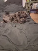 Boy, a male Pomeranian for sale in Kankakee, IL – 4 of 5