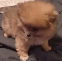 Boy, a male Pomeranian for sale in Kankakee, IL – 2 of 5