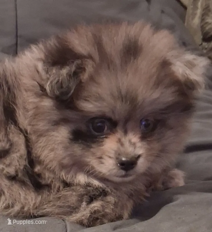 Boy – Pomeranian puppy for sale in Kankakee, IL
