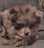 Boy, a male Pomeranian for sale in Kankakee, IL – 1 of 5