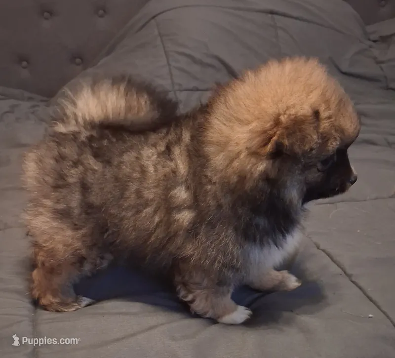 Girl – Pomeranian puppy for sale in Kankakee, IL