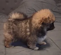 Girl, a female Pomeranian for sale in Kankakee, IL – 1 of 5