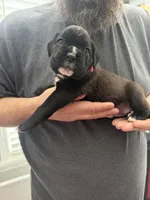 Pink Collar , a female Boxer for sale in Jackson, MI – Photo 3 of 4