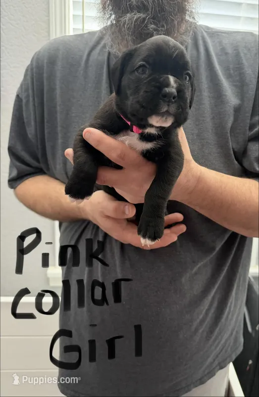 Pink Collar  – Boxer puppy for sale in Jackson, MI