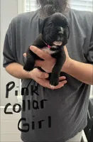 Pink Collar , a female Boxer for sale in Jackson, MI – Photo 1 of 4
