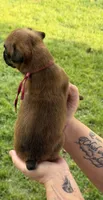 Pink girl , a female Boxer for sale in Jackson, MI – 3 of 4