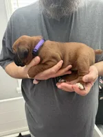 Purple Collar , a female Boxer for sale in Jackson, MI – Photo 4 of 4