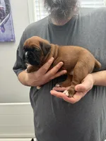 Purple Collar , a female Boxer for sale in Jackson, MI – Photo 3 of 4