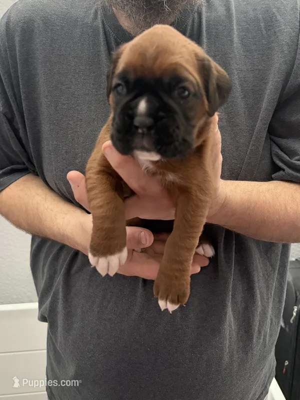 Purple Collar  – Boxer puppy for sale in Jackson, MI