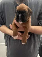 Purple Collar , a female Boxer for sale in Jackson, MI – Photo 1 of 4