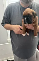 Purple Collar , a female Boxer for sale in Jackson, MI – Photo 2 of 4