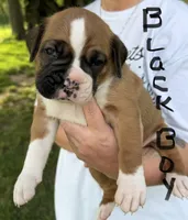 Black boy, a male Boxer for sale in Jackson, MI – 1 of 5
