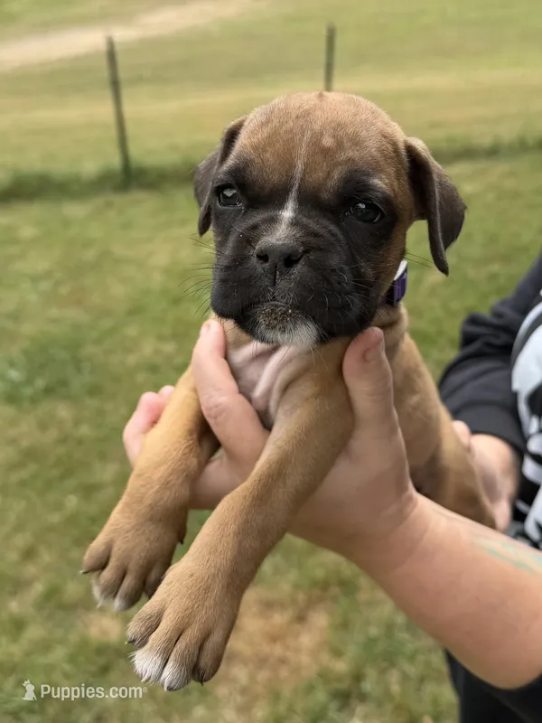 Purple girl  – Boxer puppy for sale in Jackson, MI