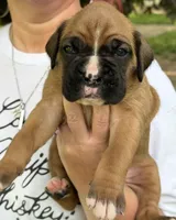 Green boy , a male Boxer for sale in Jackson, MI – 3 of 5