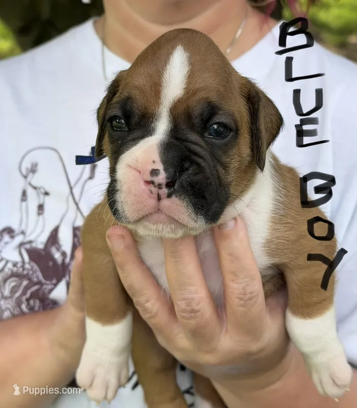 Blue boy – Boxer puppy for sale in Jackson, MI