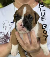 Blue boy, a male Boxer for sale in Jackson, MI – 1 of 5