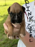 Pink girl , a female Boxer for sale in Jackson, MI – 1 of 4