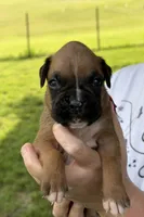 Pink girl , a female Boxer for sale in Jackson, MI – 2 of 4