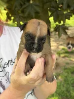 Purple girl , a female Boxer for sale in Jackson, MI – 2 of 5