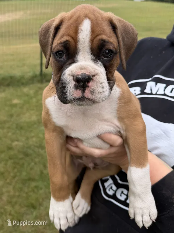 Grey boy – Boxer puppy for sale in Jackson, MI