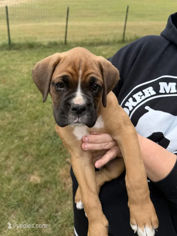 Green boy  – Boxer puppy for sale in Jackson, MI
