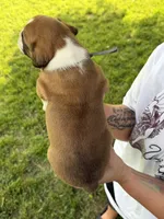 Grey boy, a male Boxer for sale in Jackson, MI – 5 of 5