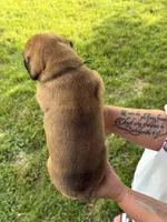 Green boy , a male Boxer for sale in Jackson, MI – 5 of 5