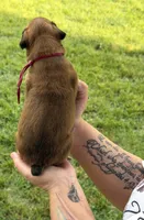 Pink girl , a female Boxer for sale in Jackson, MI – 4 of 4