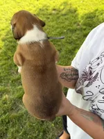 Grey boy, a male Boxer for sale in Jackson, MI – 4 of 5