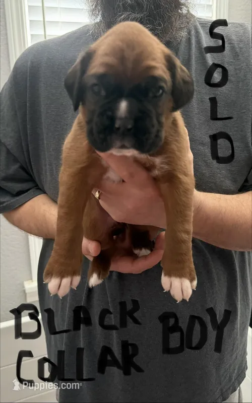 Black Collar  – Boxer puppy on hold in Jackson, MI