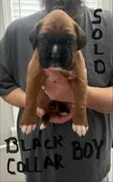 Black Collar , a male Boxer for sale in Jackson, MI – Photo 1 of 2