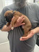 Black Collar , a male Boxer for sale in Jackson, MI – Photo 2 of 2