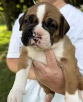Black boy, a male Boxer for sale in Jackson, MI – 3 of 5