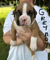Grey boy, a male Boxer for sale in Jackson, MI – 1 of 5