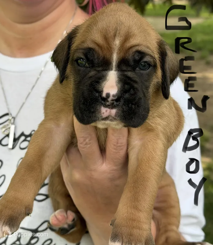 Green boy  – Boxer puppy for sale in Jackson, MI