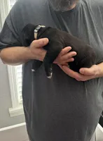 White Collar , a male Boxer for sale in Jackson, MI – Photo 3 of 3