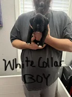 White Collar , a male Boxer for sale in Jackson, MI – Photo 1 of 3