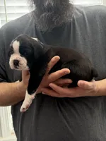 Blue Collar , a male Boxer for sale in Jackson, MI – Photo 2 of 3