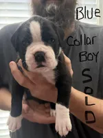 Blue Collar , a male Boxer for sale in Jackson, MI – Photo 1 of 3