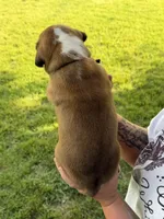 Black boy, a male Boxer for sale in Jackson, MI – 4 of 5