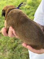 Purple girl , a female Boxer for sale in Jackson, MI – 4 of 5
