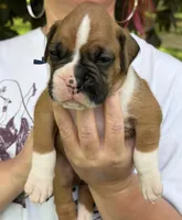Blue boy, a male Boxer for sale in Jackson, MI – 2 of 5