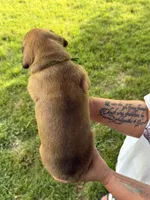 Green boy , a male Boxer for sale in Jackson, MI – 4 of 5