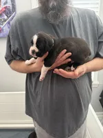 Grey Collar , a male Boxer for sale in Jackson, MI – Photo 3 of 3