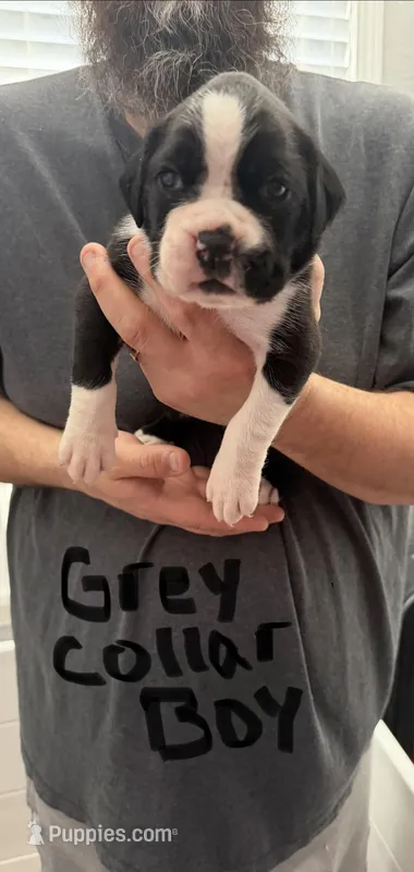 Grey Collar  – Boxer puppy for sale in Jackson, MI