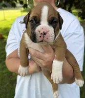 Grey boy, a male Boxer for sale in Jackson, MI – 3 of 5