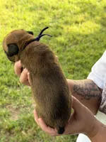 Purple girl , a female Boxer for sale in Jackson, MI – 5 of 5