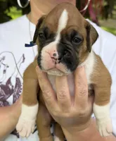 Blue boy, a male Boxer for sale in Jackson, MI – 3 of 5